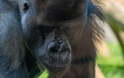 Radiofrecuencia Facial en Valencia: Lectura Clínica de una Tecnología de Precisión